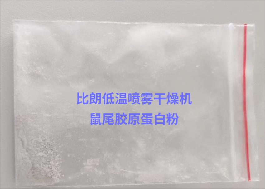 鼠膠原蛋白(1)(1) 鼠膠原蛋白(1)(1)